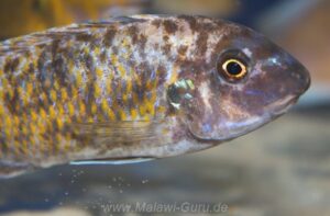 Labeotropheus trewavasae 'Chirwa Island'